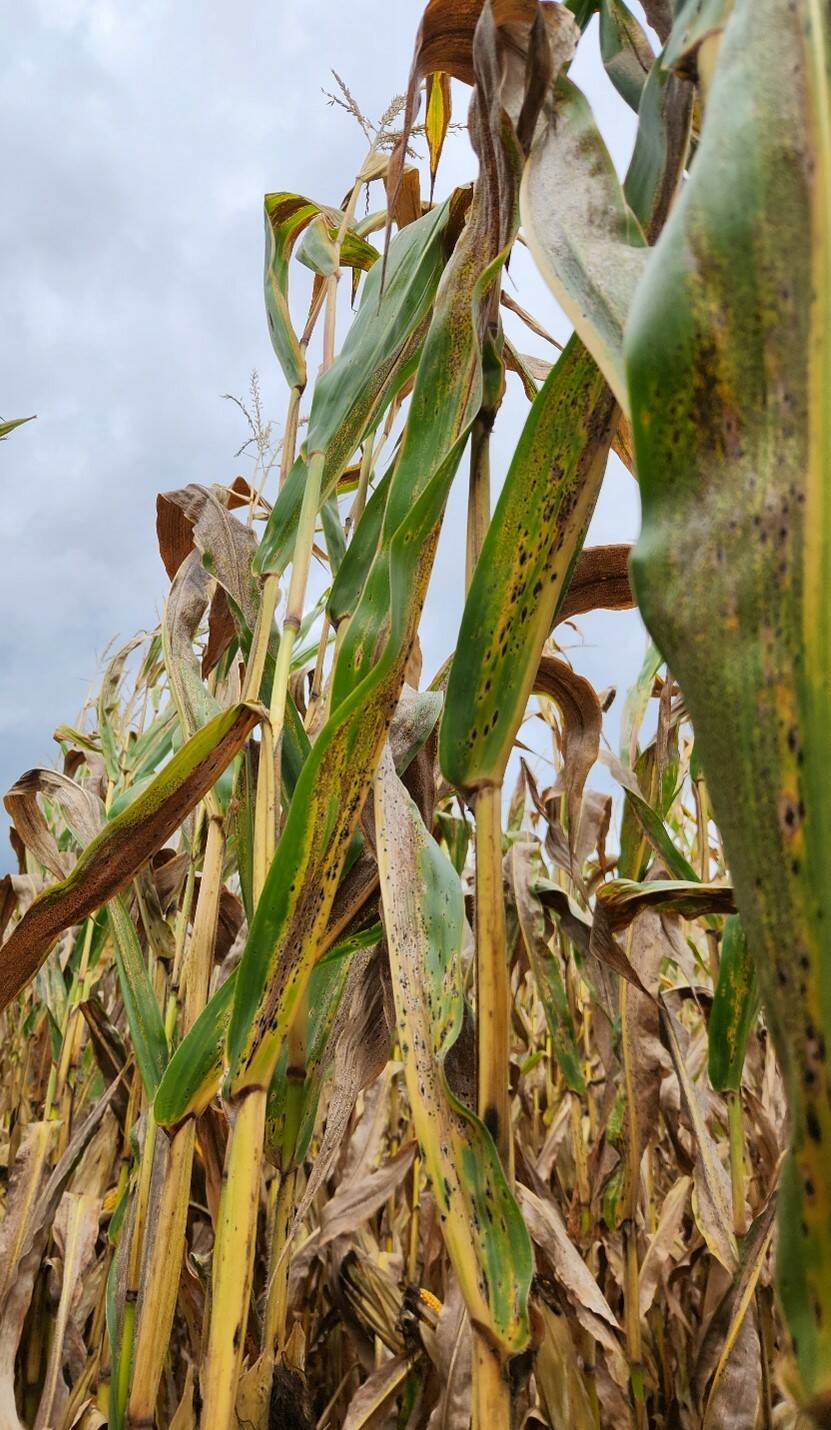 Black tar spot stromata on corn leaves in an Oxford County field in September 2024. Photo: OMAFA