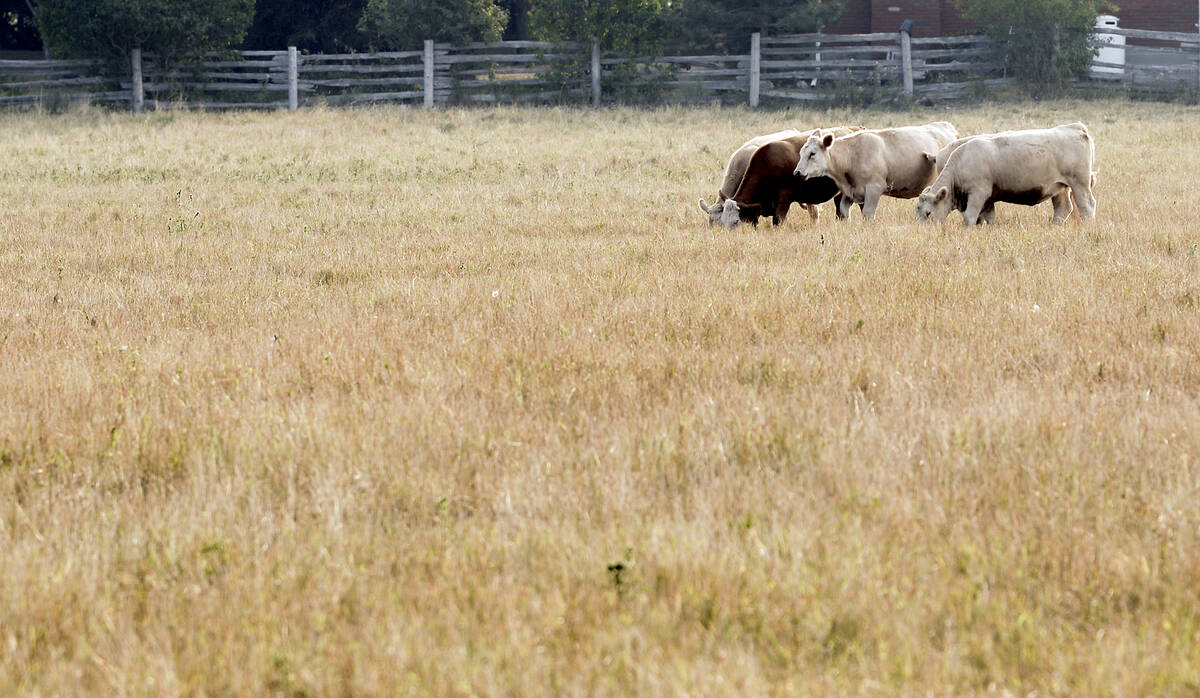 The impact of dry conditions across Ontario is more evident in some areas than others. This Kawartha Lakes area farm’s cattle pasture’s yellow hue is a far cry from its usual green. Many producers are struggling to get two cuts from hay fields after a wet, cool spring rebounded into a dry, hot summer. Photo Diana Martin
