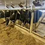 Dairy cows on a Canadian farm eating at a feed bunk. Ventilation fans are shown over top of them. Photo: John Greig