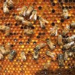 Bees in hive
