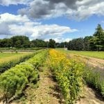 Toronto Seed Orchard near Hamilton, Ont., a past seed orchard grantee from the World Wildlife Fund . © Ryan Godfrey (CNW Group/World Wildlife Fund Canada)