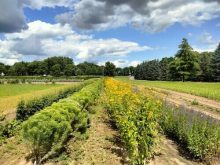 Toronto Seed Orchard near Hamilton, Ont., a past seed orchard grantee from the World Wildlife Fund . © Ryan Godfrey (CNW Group/World Wildlife Fund Canada)