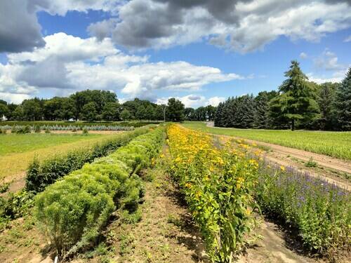 Toronto Seed Orchard near Hamilton, Ont., a past seed orchard grantee from the World Wildlife Fund . © Ryan Godfrey (CNW Group/World Wildlife Fund Canada)