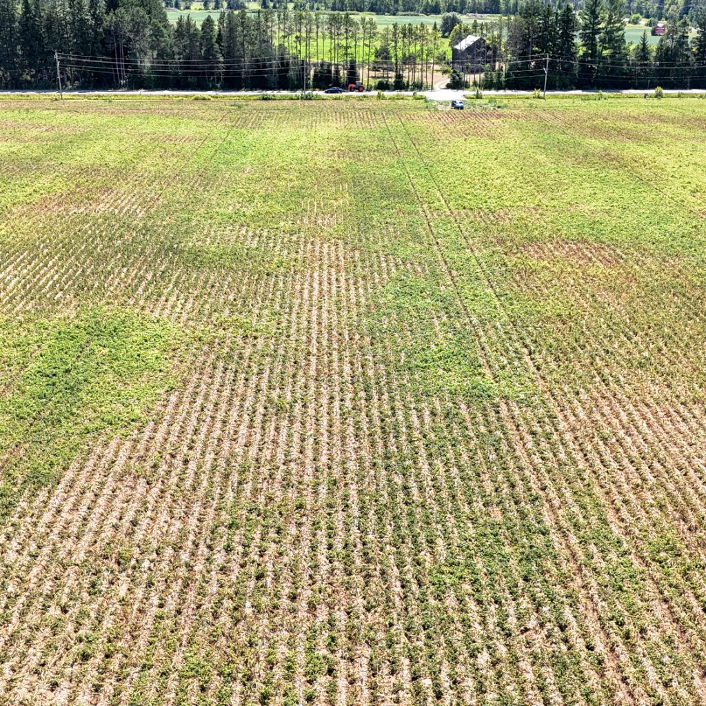 Field with a lot of bare soil showing and patchy greenery showing the impacts of drought on the potato canopy.