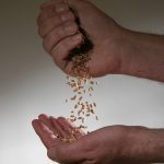Issue 52 hard red spring wheat Dec. 20, 2006. (photo by Michael Raine)