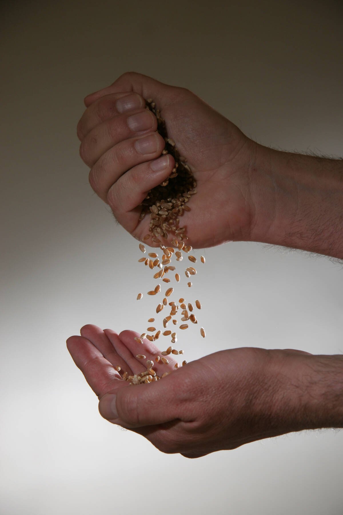 Issue 52 hard red spring wheat Dec. 20, 2006. (photo by Michael Raine)