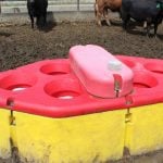 Cattle watering bowls like the one pictured here, can be used to determine pathogens and antimicrobial resistance. A team of researchers are swabbing cattle bowls to learn more about bovine respiratory disease.
Photo Credit: Murray Jelinski