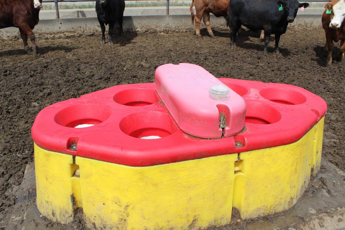 Cattle watering bowls like the one pictured here, can be used to determine pathogens and antimicrobial resistance. A team of researchers are swabbing cattle bowls to learn more about bovine respiratory disease.
Photo Credit: Murray Jelinski