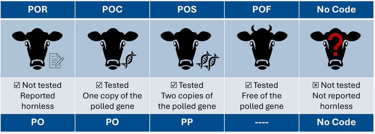 Codes for polled test results used by Holstein Canada (top) and Holstein USA (bottom). Source: Lactanet