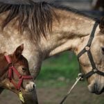 A cloned newborn horse stands next to its surrogate mother in an enclosure at a horse birthing hospital, in San Antonio de Areco, near Buenos Aires, Argentina July 29, 2025. REUTERS/Agustin Marcarian