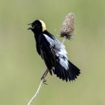 A Bobolink in a southern Ontario grassland. Photo Victoria Pepe