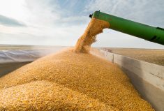 According to one grain trader, Ontario organic grain prices have been mostly steady but with some harvest pressure on corn and soybeans. Photo: iStock/Getty Images
