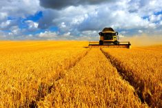 The harvest in Saskatchewan advanced 13 points for the week ended Sept. 16, at 74 per cent complete, despite rain in some parts of the province. Photo: Thinkstock
