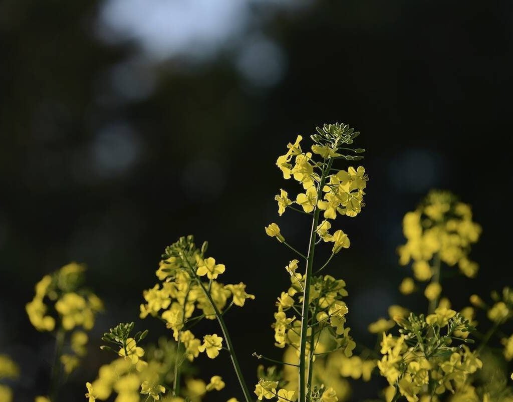 Canola flowers against a dark background of trees.