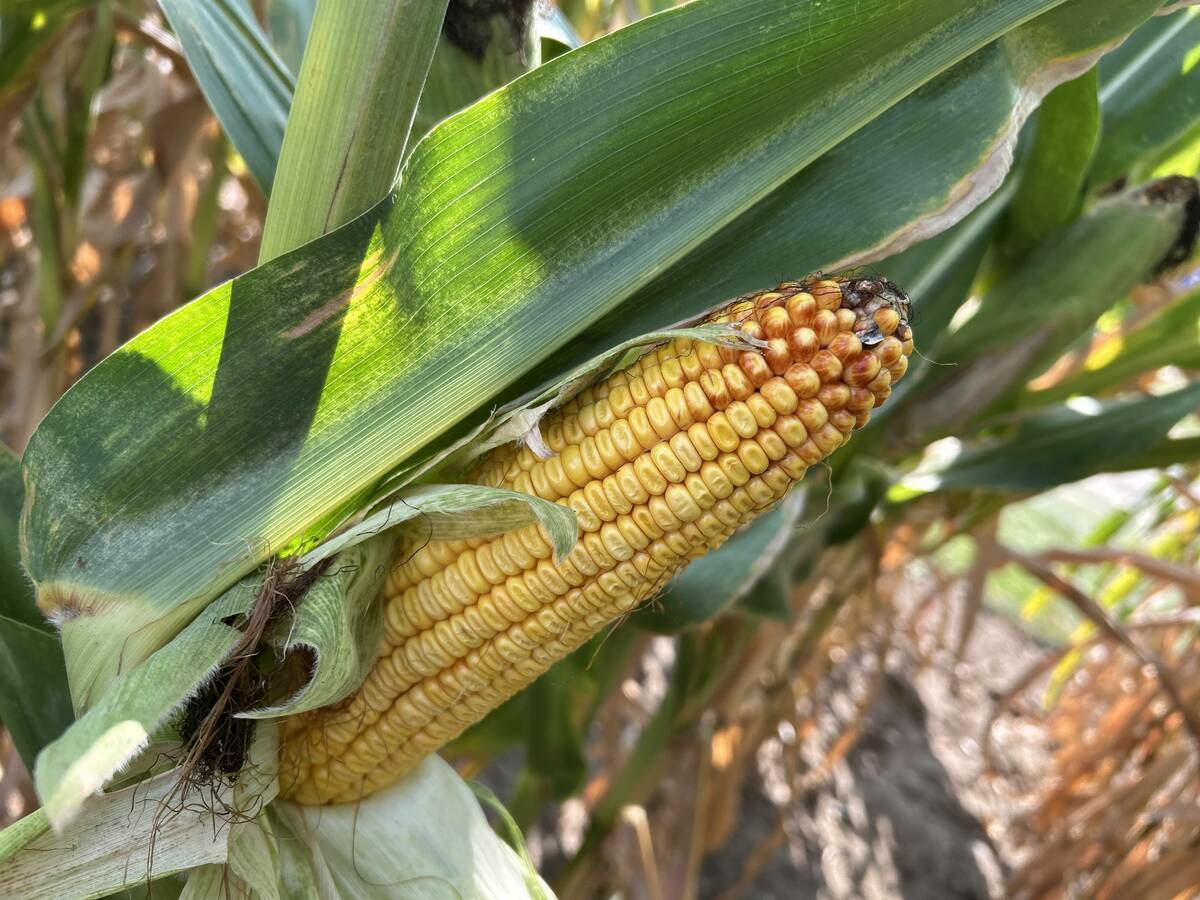 Corn at Bayer site, COFS 2025