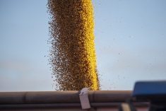 Close-up of soybeans pouring into a grain cart.