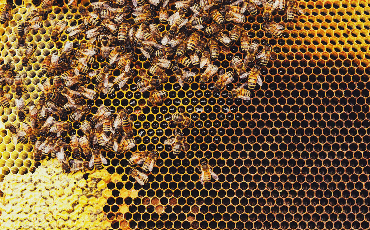 Deadlier than varroa, a new honey-bee parasite is spreading around the world