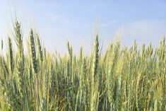 Wheat varieties on display at Agriculture and Agri-Food Canada research plots outside Brandon on Aug. 7, 2025. Photo: Miranda Leybourne