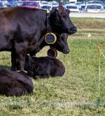 Gallagher's temporary fencing options along with the E-Shepherd collars, seen on two Waygu cows, and water solutions were featured as part of the rotational grazing demonstration at Canada's Outdoor Farm Show.