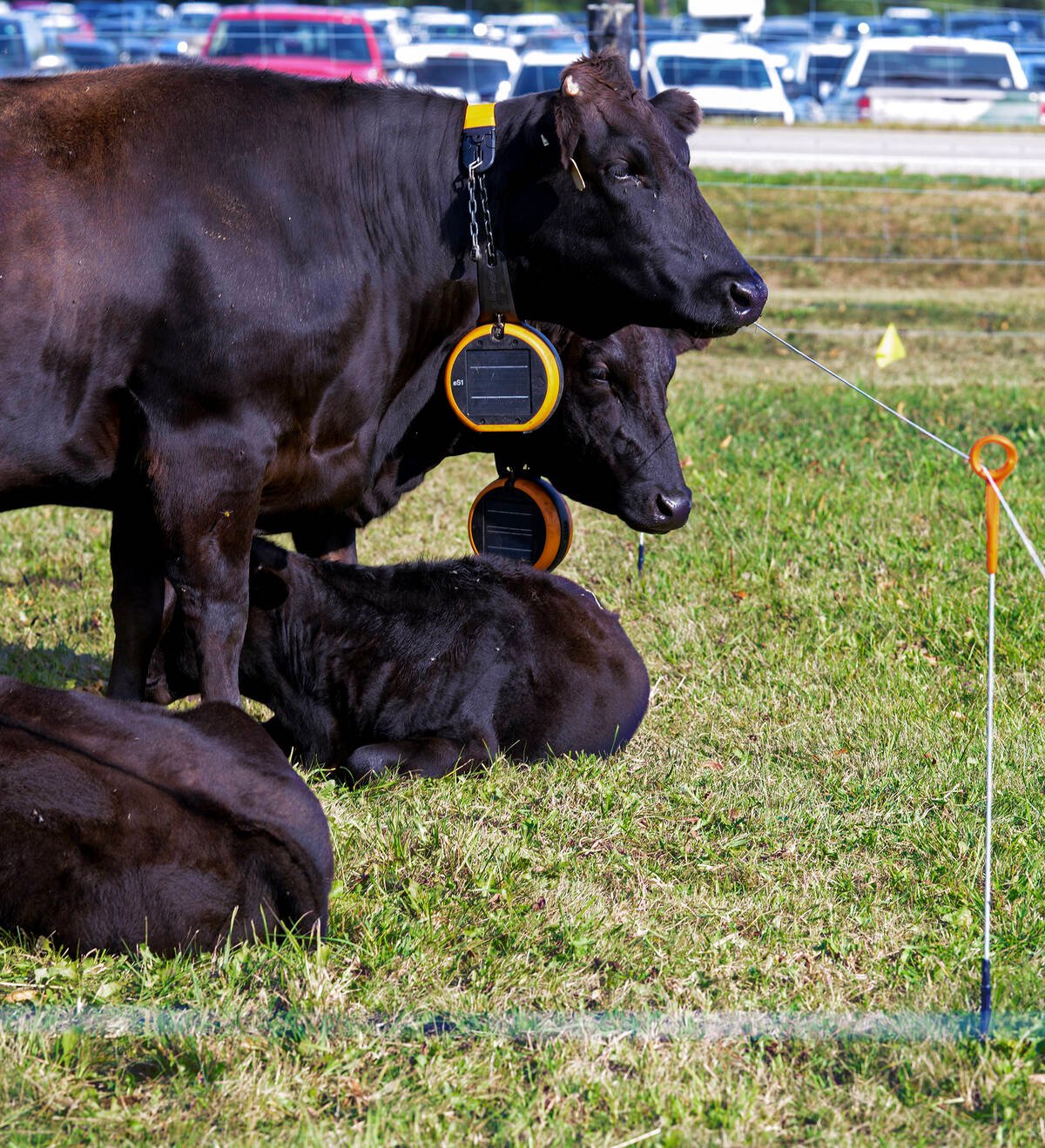 Gallagher's temporary fencing options along with the E-Shepherd collars, seen on two Waygu cows, and water solutions were featured as part of the rotational grazing demonstration at Canada's Outdoor Farm Show.