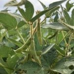 Pods on a soybean plant in a field near Selkirk, Manitoba in late August, 2024. | Greg Berg photo