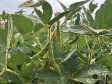 Pods on a soybean plant in a field near Selkirk, Manitoba in late August, 2024. | Greg Berg photo
