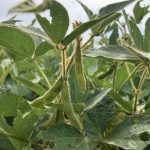 Health Canada has also proposed cancelling the use of dicamba in dicamba tolerant soybean seed production. Photo: File