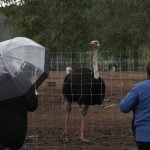 Two people look through a wire fence at an ostrich.