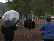 Supporters of Universal Ostrich Farms stand near an ostrich at the farm property in Edgewood, B.C., on Saturday, May 17, 2025. Photo: Aaron Hemens/The Canadian Press via ZUMA Press