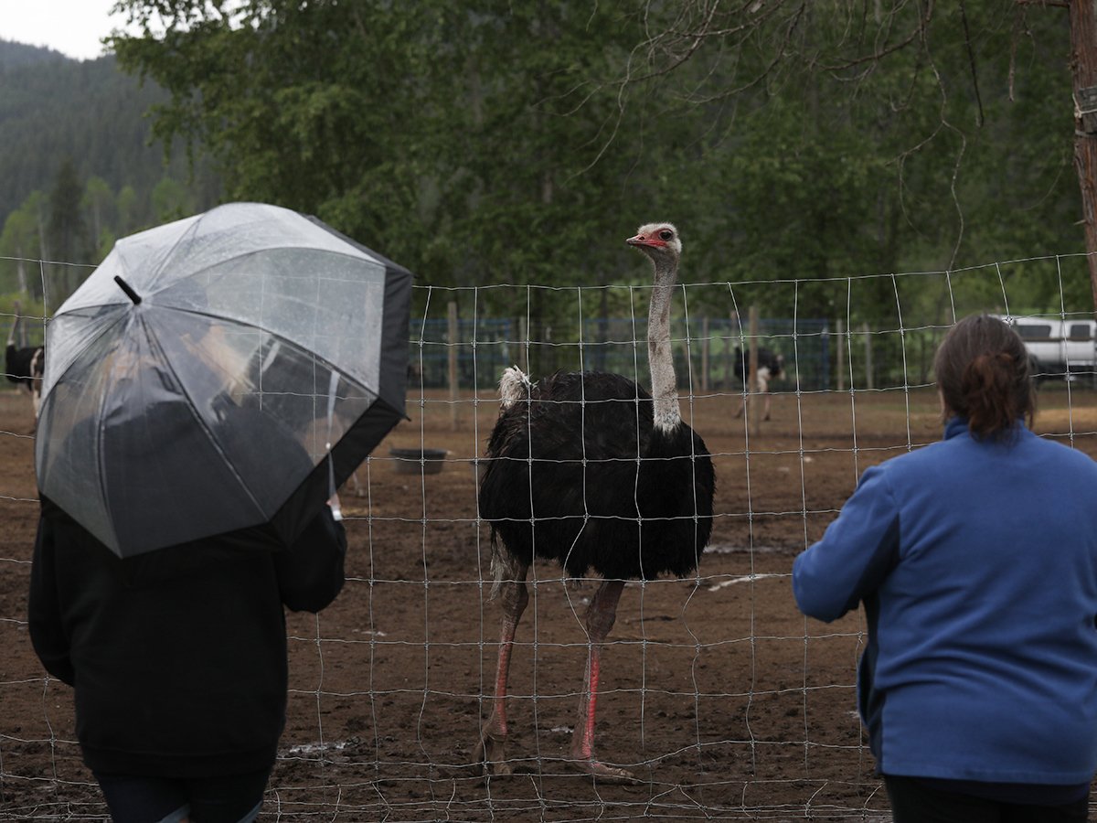 Two people look through a wire fence at an ostrich.