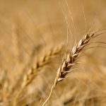 Eastern wheat to be included in Cereals Canada’s harvest assessment