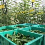 Albert Cramer and his two business partners operate the largest greenhouse in Alberta on property west of Medicine Hat. The year-round operation produces long English cucumbers and mini-cukes, which are a relatively new product popular for snacking.