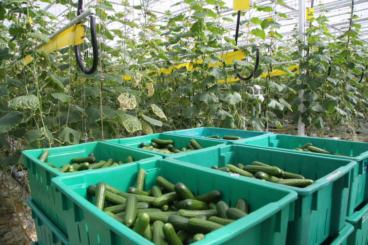 Albert Cramer and his two business partners operate the largest greenhouse in Alberta on property west of Medicine Hat. The year-round operation produces long English cucumbers and mini-cukes, which are a relatively new product popular for snacking.