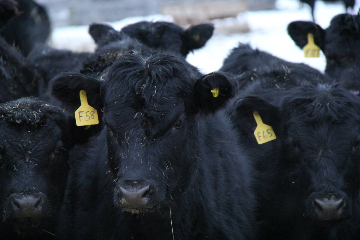 Black Angus cattle stand in the snow in Alberta. PHOTO: Lisa Guenther