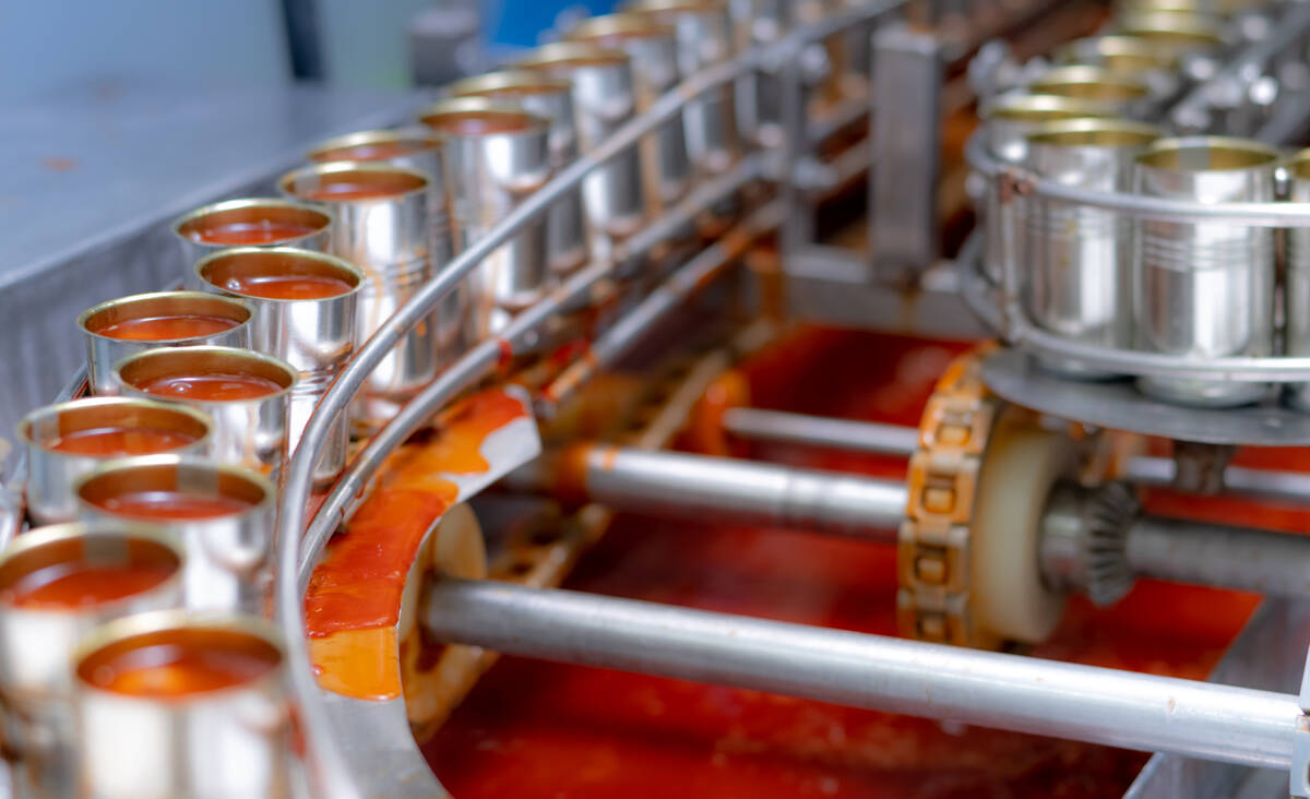Canned fish factory. Food industry. Sardines in red tomato sauce in tinned cans at food factory. Food processing production line. Food manufacturing industry. Many can of sardines on a conveyor belt.