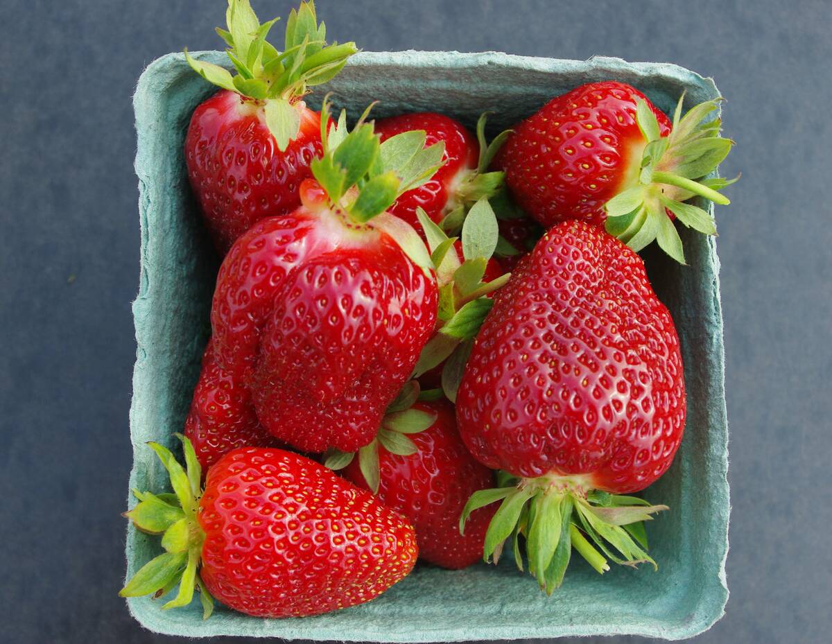 AAFC Evelyn, a strawberry developed by AAFC researchers in Kentville, N.S.