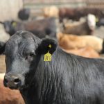 A steer in a Saskatchewan feedlot. Photo: Lisa Guenther
