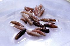 Larvae of the screwworm fly, collected from infected cows, are observed at the COPEG sterile fly production plant, which fights the spread of the cattle screwworm, in Pacora, Panama, June 11, 2025. REUTERS/Enea Lebrun/File Photo
