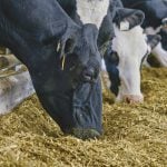 Dairy supply management back in hot seat
