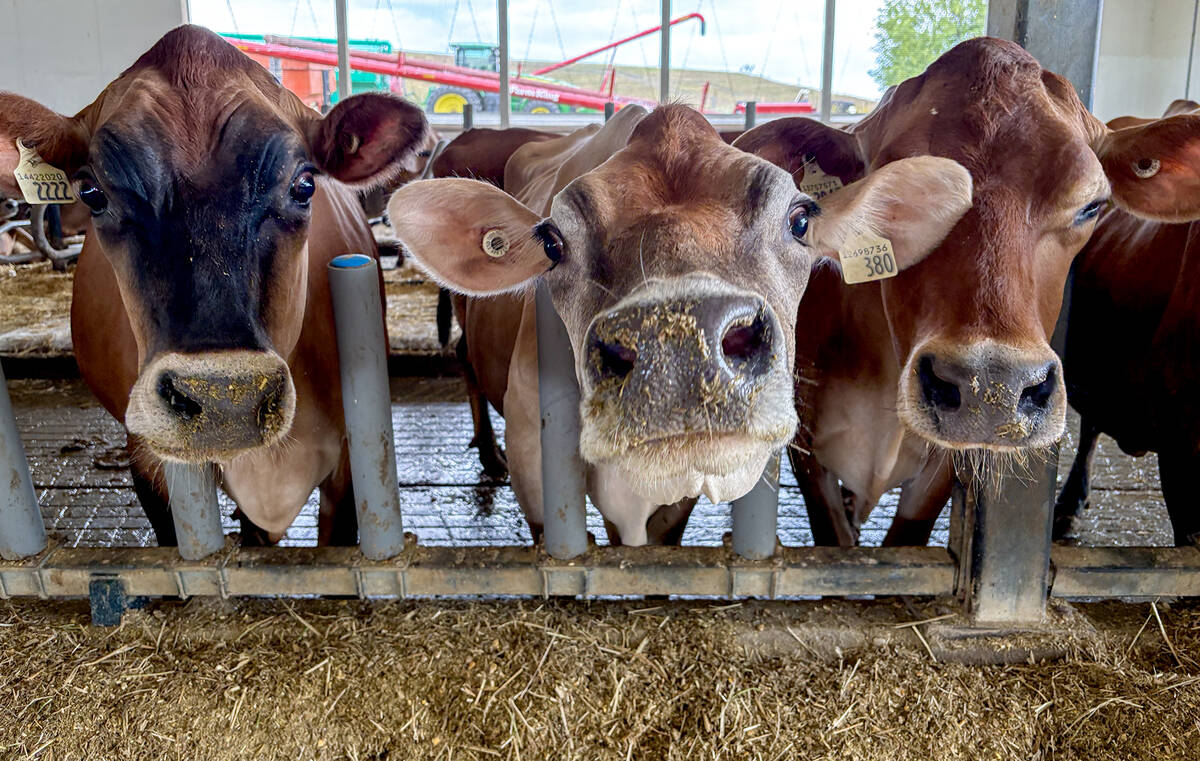 These three Jalon Jerseys cows are channelling Miller’s Dairy’s emblematic cows, Pamela, Mary and Candice, etched onto the glass bottles, said to represent the Jersey cow character, the farm’s roots and heritage and the quaility of their animals and products. Photo: Diana Martin