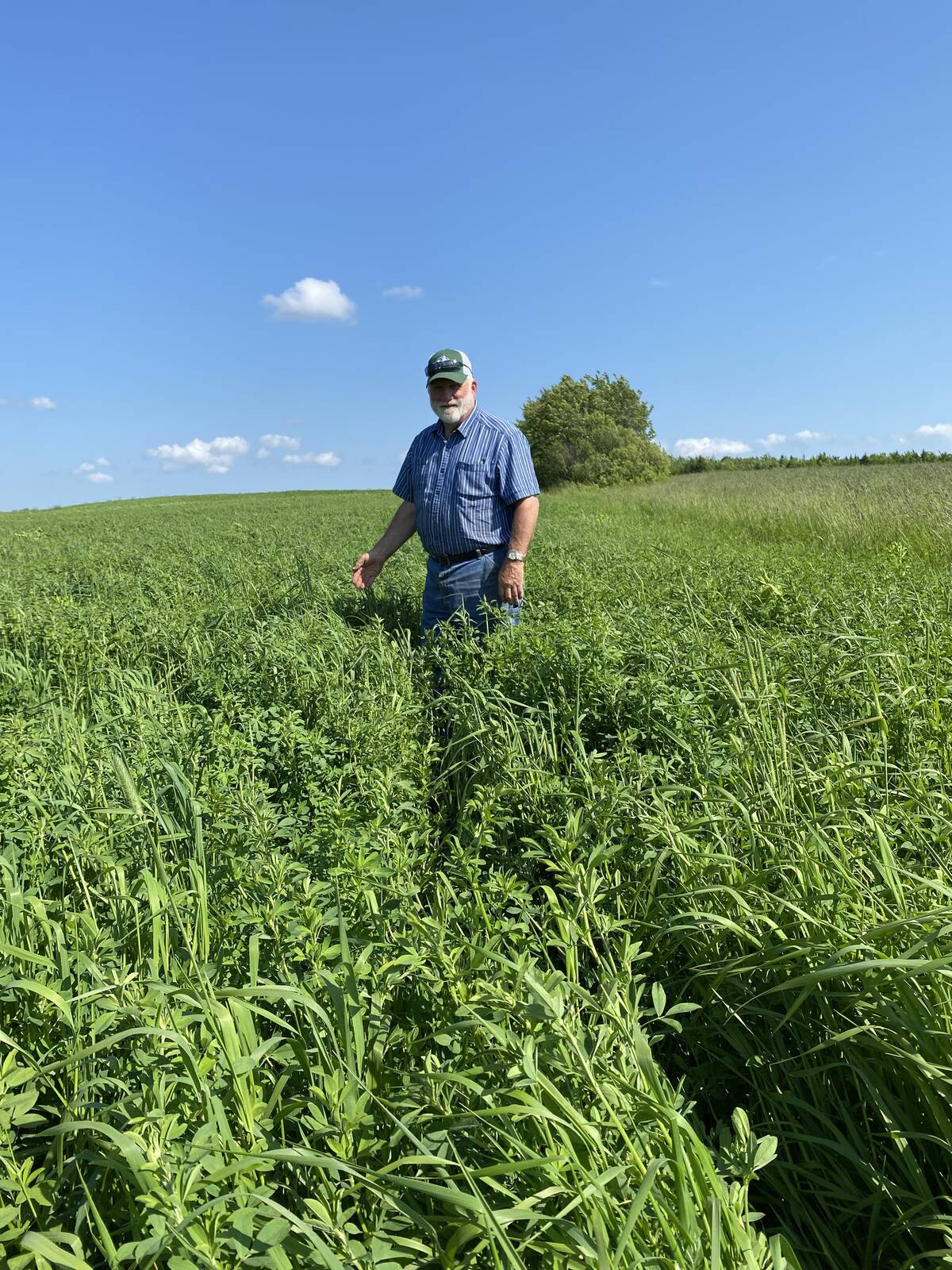 Brian Trueman, owner of Thunderbrook farms in Amherst, Nova Scotia, stands in a field planted with the new variety developed by Papadopoulos’ and his team at Agriculture Agri-Food Canada’s Nappan Research Farm.