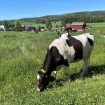 Dairy cows grazing with Nofence collars in Norway. Photo: Lilian Schaer