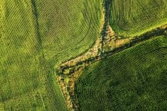 Drone view of corn ready for harvest.