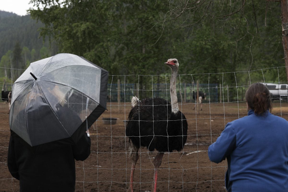 Two people look over a wire fence at an ostrich.