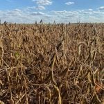 Mature soybeans in Ontario 2025. Photo: John Greig