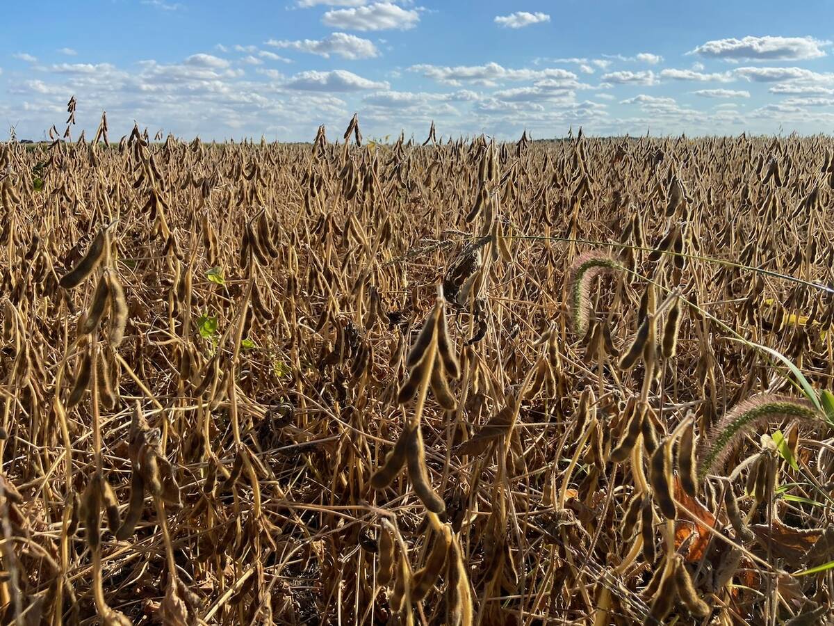 Mature soybeans in Ontario 2025. Photo: John Greig