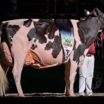 Lovhill Sidekick Kandy Cane was the Grand Champion Holstein at the 2025 World Dairy Expo. Photo: Courtesy World Dairy Expo