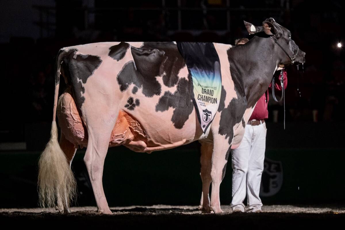 Lovhill Sidekick Kandy Cane was the Grand Champion Holstein at the 2025 World Dairy Expo. Photo: Courtesy World Dairy Expo
