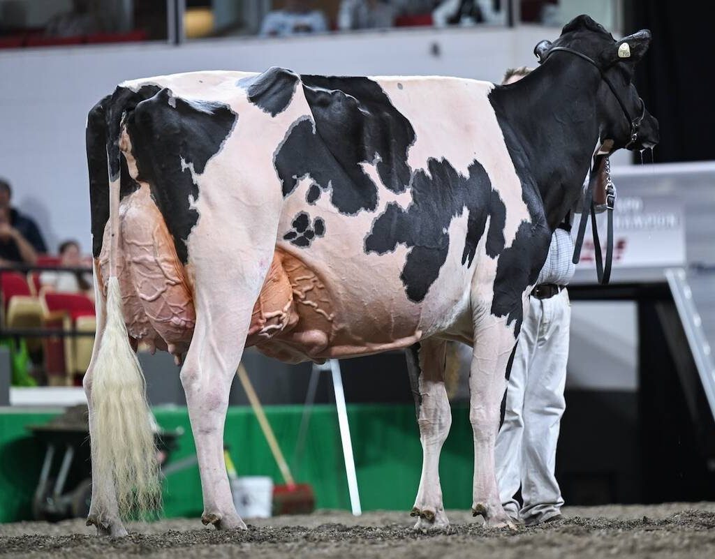Lovhill Sidekick Kandy Cane was bred in Saskatchewan by the Lovich family. Photo: Courtesy World Dairy Expo