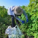 Immigrant farmworker picking produce in the field.